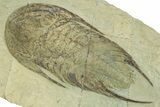Lower Cambrian Trilobite (Neltneria) - Issafen, Morocco #227808-1